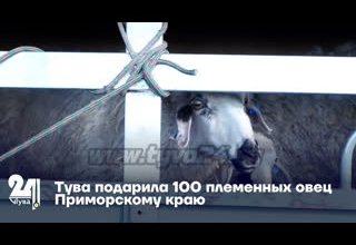 Тува подарила 100 племенных овец Приморскому краю