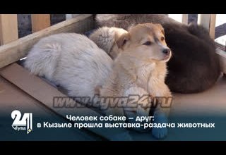 Человек собаке – друг: в Кызыле прошла выставка-раздача животных