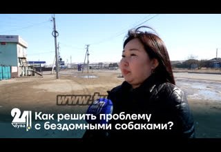 Как решить проблему с бездомными собаками?