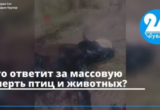 Кто ответит за массовую смерть птиц и животных?
