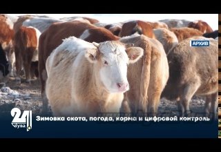 Зимовка скота, погода, корма и цифровой контроль