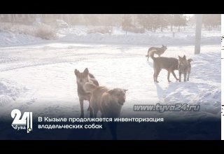 В Кызыле продолжается инвентаризация владельческих собак
