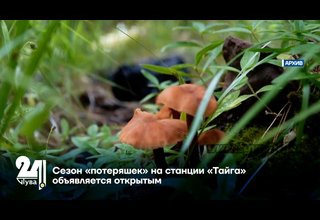 Сезон «потеряшек» на станции «Тайга» объявляется открытым