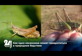 Как одно насекомое может превратиться в природное бедствие