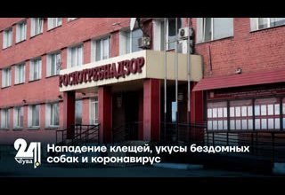 Нападение клещей, укусы бездомных собак и коронавирус