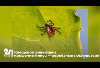 Клещевой энцефалит крошечный укус – серьёзные последствия