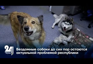Бездомные собаки до сих пор остаются актуальной проблемой республики