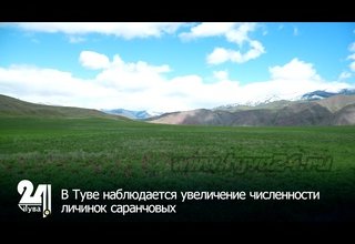 В Туве наблюдается увеличение численности личинок саранчовых