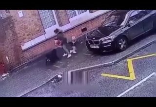 И снова бродячие стаи