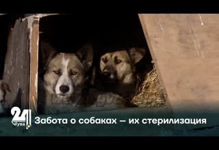 Забота о собаках – их стерилизация