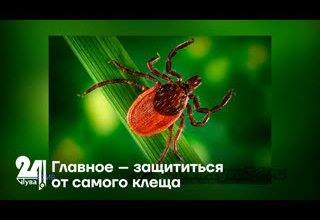 Главное – защититься от самого клеща