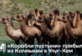 «Корабли пустыни» прибыли из Калмыкии в Улуг-Хем