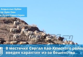 В местечке Саргал Каа-Хемского района введен карантин из-за бешенства