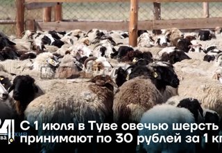 С 1 июля в Туве овечью шерсть принимают по 30 рублей за 1 кг