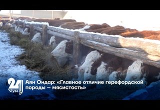 Аян Ондар: «Главное отличие герефордской породы – мясистость»