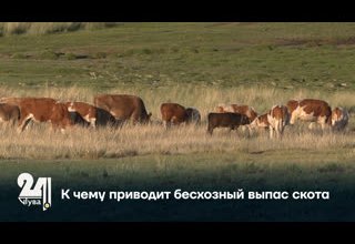 К чему приводит бесхозный выпас скота