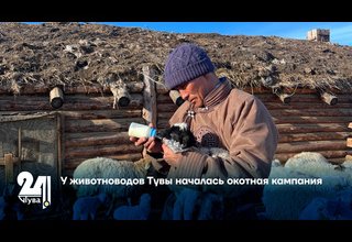 У животноводов Тувы началась окотная кампания