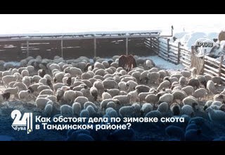 Как обстоят дела по зимовке скота в Тандинском районе?