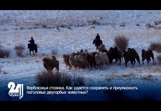 Верблюжья стоянка. Как удается сохранять и приумножать поголовье двугорбых животных?