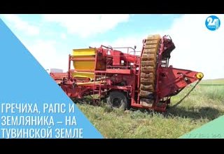 Гречиха, рапс и земляника – на тувинской земле