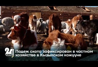 Падеж скота зафиксирован в частном хозяйстве в Кызылском кожууне