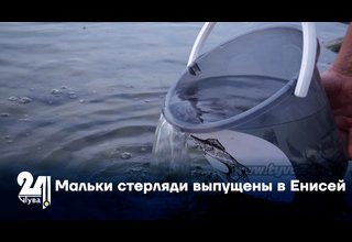 Мальки стерляди выпущены в Енисей