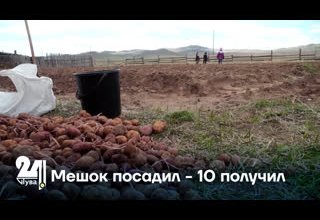 Мешок посадил - 10 получил