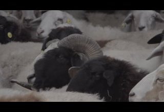 Губернаторский проект «Кыштаг для молодой семьи»