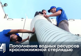 Пополнение водных ресурсов краснокнижной стерлядью