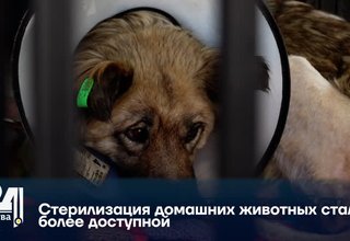 Стерилизация домашних животных стала более доступной