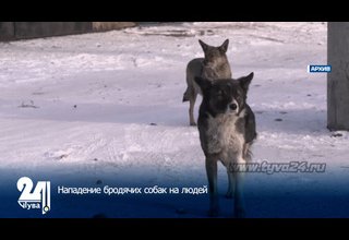 Нападение бродячих собак на людей