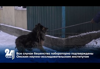 Все случаи бешенства лабораторно подтверждены Омским научно-исследовательским институтом