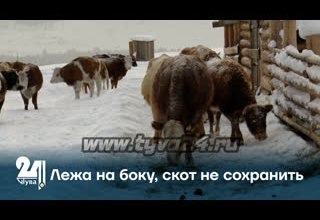 Лежа на боку, скот не сохранить