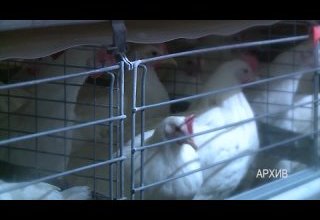 Свыше 88 миллионов рублей, выделенных на развитие птицефабрики в Туве, канули… в никуда?