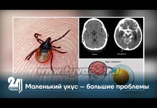 Маленький укус – большие проблемы