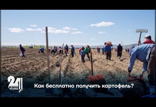 Как бесплатно получить картофель?