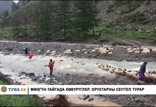 МӨҢГҮН-ТАЙГАДА КӨВҮРҮГЛЕР, ОРУКТАРНЫ СЕПТЕП ТУРАР