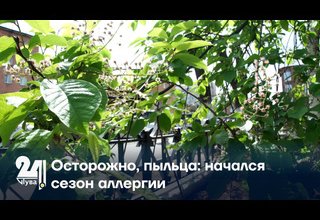Осторожно, пыльца: начался сезон аллергии