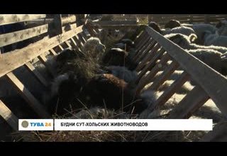 Будни Сут-Хольских животноводов