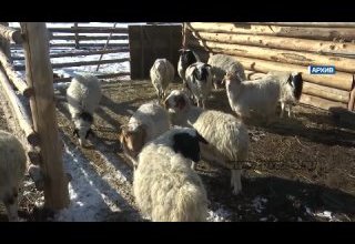 Малдың баш санын канчаар үндүрүп турарыл?