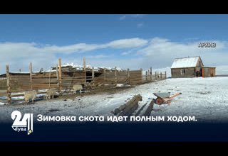 Зимовка скота идет полным ходом.