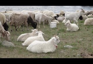 ХОЙ ДҮГҮ КЫМГА-ДАА ХЕРЕКЧОК...