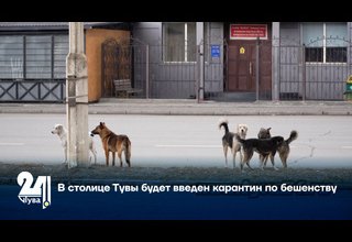 В столице Тувы будет введен карантин по бешенству
