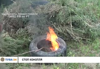 Стоп конопля