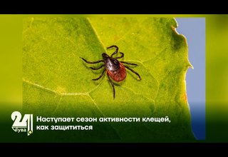 Наступает сезон активности клещей, как защититься?