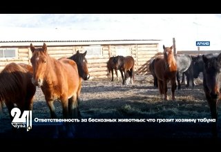 Ответственность за бесхозных животных: что грозит хозяину табуна