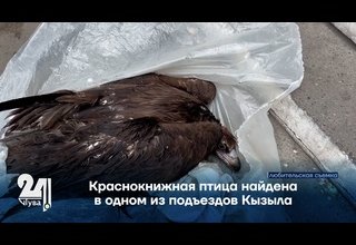 Краснокнижная птица найдена в одном из подъездов Кызыла
