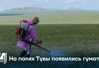 На полях Тувы появились гуматы