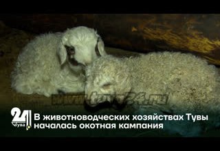 В животноводческих хозяйствах Тувы началась окотная кампания