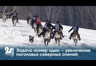 Задача номер один – увеличение поголовья северных оленей